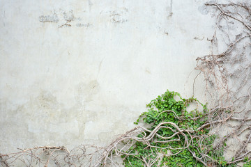 Vine growing on concrete wall