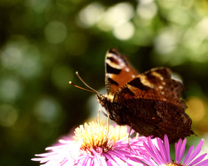 european peacock butterfly (5)