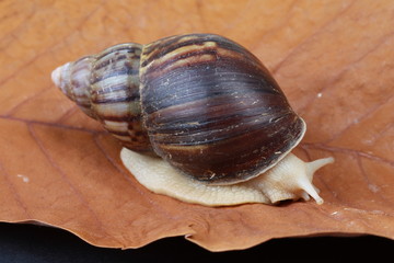 large snails
