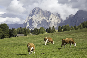 Fototapeta na wymiar Kühe auf der Seiser Alm mit Langkofel im Hintergrund