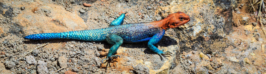 Naklejka na ściany i meble Colorfull blue red african lizard on a rock