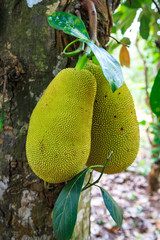 Big jackfruit growing on the trunk  of a tree