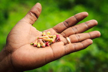 Fresh picked clove knobs handheld by a man