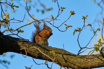 red squirrel