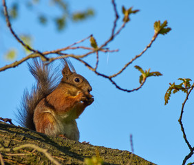 Fototapeta premium red squirrel