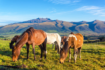 Fototapeta na wymiar Horses in Rural Ecuador
