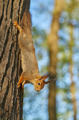red squirrel