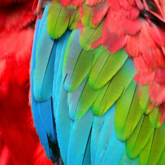 Fototapeta premium Greenwinged Macaw feathers