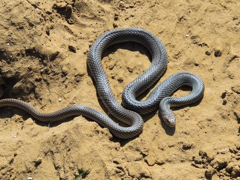   Snake (Dolichophis caspius).