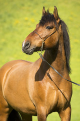 Fototapeta premium Huzulen Fuchs Stute Auf Der Weide