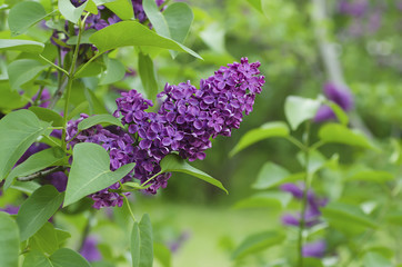 Spring lilac flowers