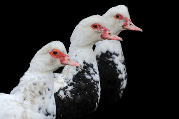 Heads of three ducks on a black background