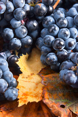 blue grape