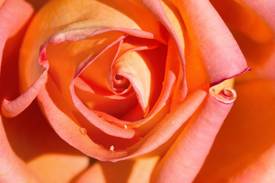 yellow shaded "Victor Borge" rose close up