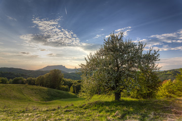 Obraz premium tree