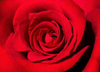Variety of "Megastar 04" red rose with dew