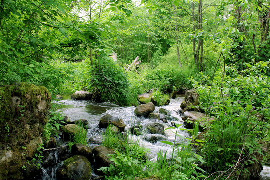  	
Forest stream