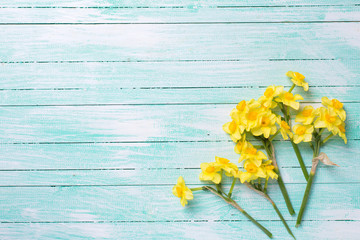 Background with fresh  yellow narcissus