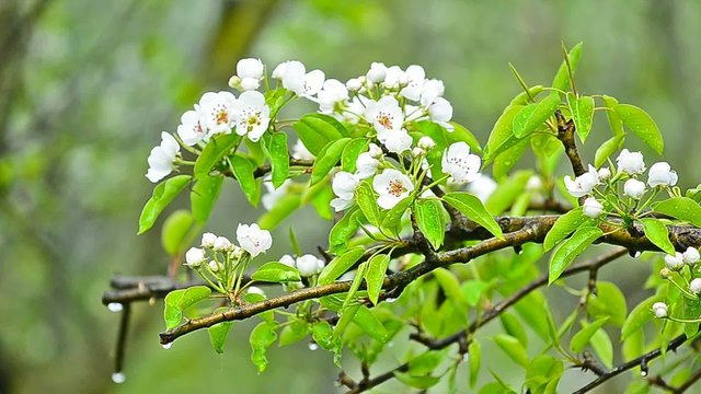 Pear flowers during a wet rainy spring day on a branch with fresh green leafs waving in the wind 