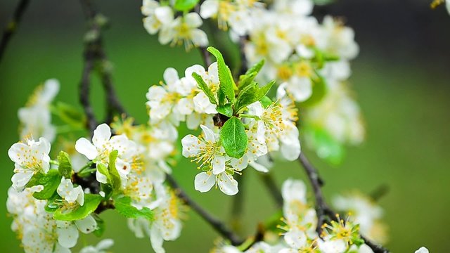 Plum flowers with a bright white look waving on a branch with green fresh leafs during a rainy spring day