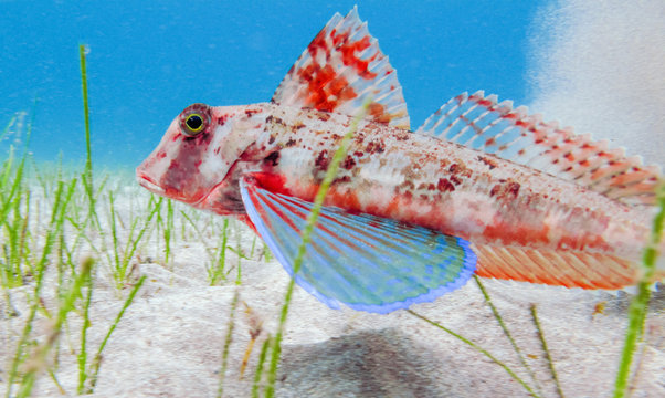Knurrhahn