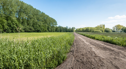 Sandy path through a rural area surrounded by trees