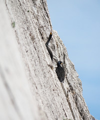 colony of cormorants on the rocks
