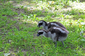 Hoendergans kuikens