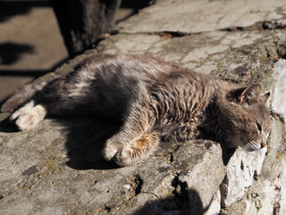 Fototapeta premium cat