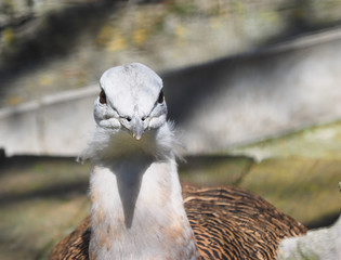 bustard in a zoo