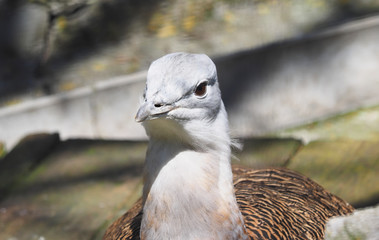 bustard in a zoo