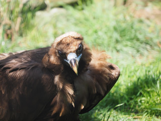 portrait vulture