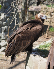 portrait vulture