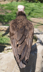 portrait vulture