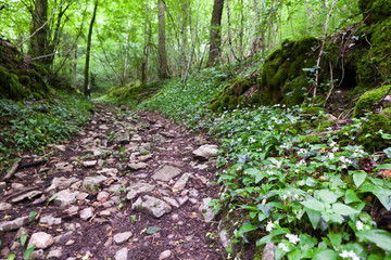 Obraz premium Chemin empierré en sous bois