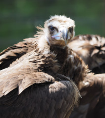 portrait vulture