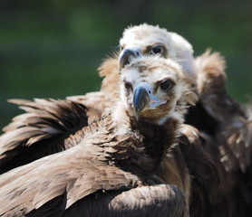portrait vulture