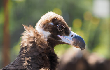 Fototapeta premium portrait vulture
