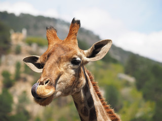 portrait of a giraffe
