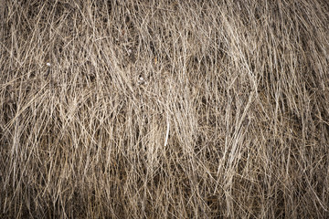 dry grass