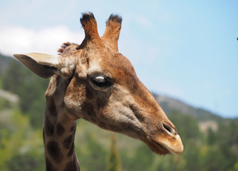 Naklejka premium portrait of a giraffe