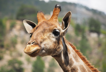 portrait of a giraffe