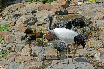 Japanse Kraanvogel met waterval