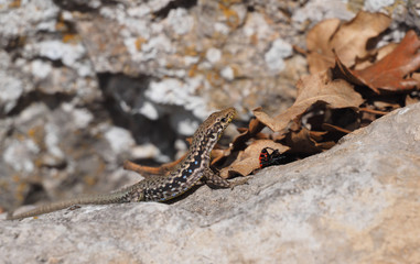 Crimean rock lizard