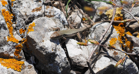 Crimean rock lizard