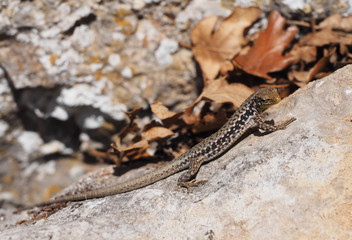 Crimean rock lizard