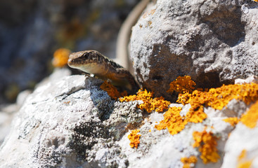 Crimean rock lizard
