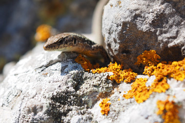 Crimean rock lizard