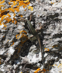Crimean rock lizard