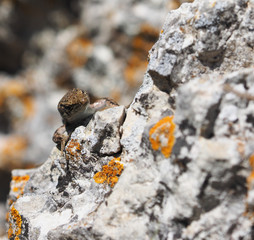 Crimean rock lizard